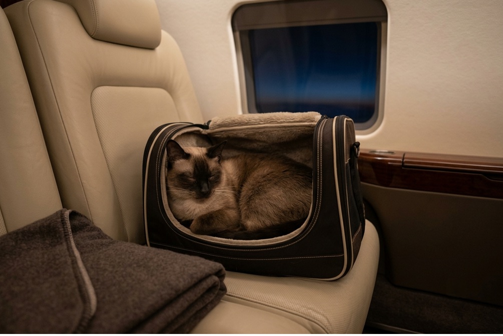 cat sleeping on a private jet to Macau