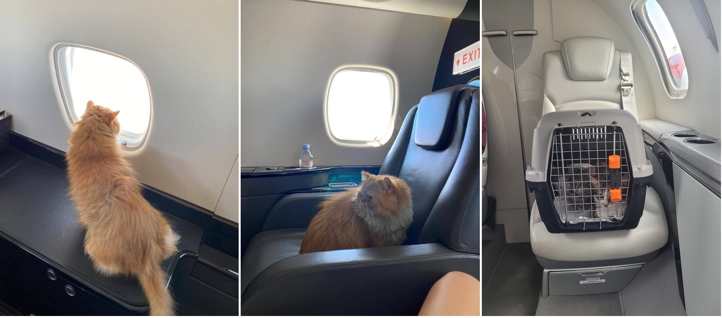 private jet with a cat