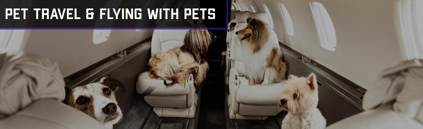flights with pets on private jets
